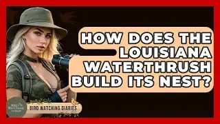 How Does The Louisiana Waterthrush Build Its Nest? - Bird Watching Diaries