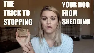 HOW TO STOP YOUR DOGS FROM SHEDDING