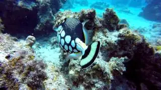 Kerama Islands Okinawa Diving