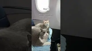 They were such good boys on their flight from Chicago to San Francisco ✈️ #cats #viral #travel
