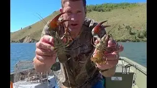 Huge Crawfish Caught On Underwater Go Pro  