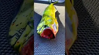 Denizlerin haramisi #lambuka #mahimahi