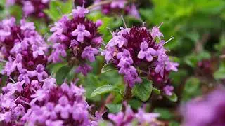 Thymus praecox subsp