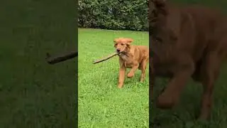 SIGMA FETCH COMPILATION 🤯🐕💨 #dog #cute #goldenpup #puppy #goldens #goldentretriever #pets #dogbreed