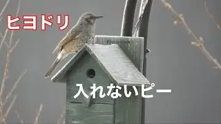 まるおの母　まるこの宿根草と低木の庭　2026 01 10 冷え込んだ庭に、いつもの野鳥たちが次々とやって来る。シジュウカラも、だいぶ慣れた様子でヒマワリのタネを食べている&hellip;日中はポカポカ☀️🥵