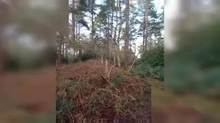 Midhurst common in west Sussex