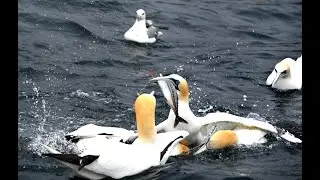 Shetland Island Sea Bird Tour - May 2024