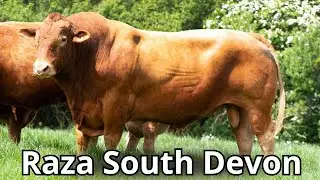 Raza de ganado South Devon: La raza de ganado más grande de Inglaterra #razasbovinas
