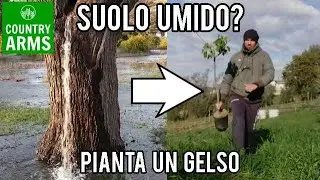 Soluzione al terreno umido: il Gelso Bianco.