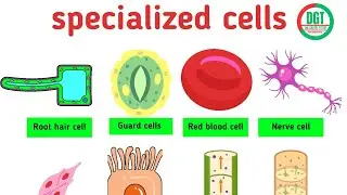 CELL SPECIALIZATION || BIOLOGY || FULL TOPIC