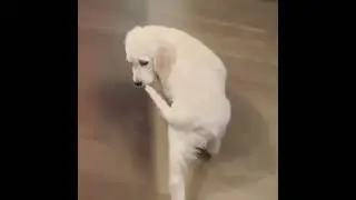 💖 The 