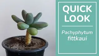 Pachyphytum fittkaui