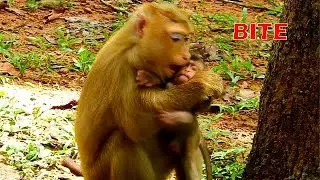 Pitiful baby Rex! Young mom Rose and little monkey attack baby Rex!
