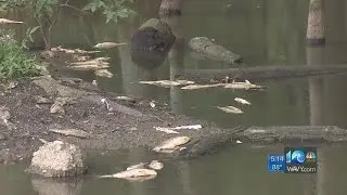 Hundreds of dead fish found near Stumpy Lake spillway