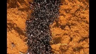 Malnad different type of Ant's Playing....