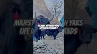 Beautiful Himalayan Yaks | Life of Mountain Animals in Remote Villages #WildBeauty #NatureVlog