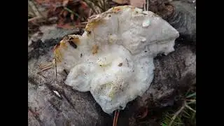 Sarcodontia spumea