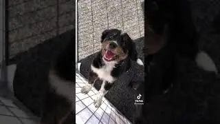 Cute puppies😍❤💕💕 looking for home #adoptapuppy #dogshelter #fosterpuppy #adoptdog #short