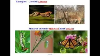 Coevolution