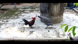 Numida meleagris and Chickens Fighting Each Other - Animals in Asia