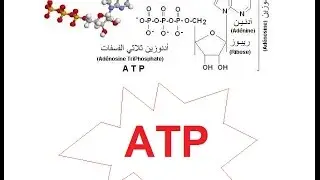 Production de l'énergie (ATP) à partir du glucose en aérobie