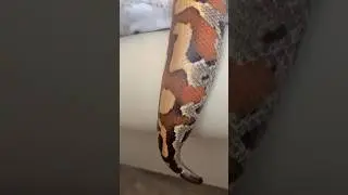 Large Blood Python