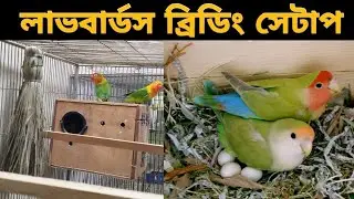 লাভবার্ডস পাখির ব্রিডিং সেটাপ || Lovebirds breeding ||  Complete lovebird breeding setup Guide