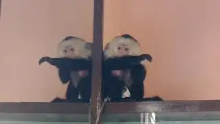 Beatrice Day came to visit Misfitland Monkey Rescue
