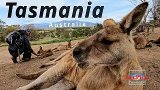Tasmania | Australia | Mount Field National Park | Bonorong Wildlife Sanctuary | 4K