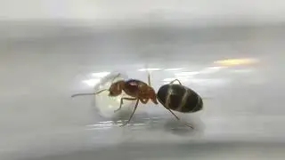 Dolichoderinae sp