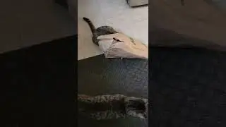 Furry Frenzy: 3 Cats, 1 Torn Bag, and Endless Fun! 🎉🐈&zwj;⬛🐈&zwj;⬛🐈&zwj;⬛
