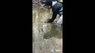Indiana Steelhead
