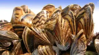 Zebra Mussels Confirmed in Turtle River Lake North of Bemidji | Lakeland News