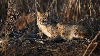 Bobcat in the Great Dismal Swamp National Wildlife Refuge 1-9-26