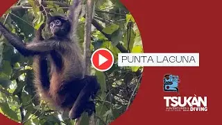 Excursion a Punta laguna en privado