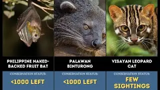 TOP 100 ANIMALS ONLY IN THE PHILIPPINES