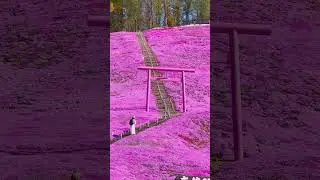 Higashimokoto Flower Park