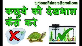 कछुए की देखभाल कैसे करे/How to take care of Turtle in Hindi@turtleandfishcare