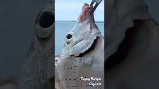 Menebing Tanjung Harapan.Aug 2022.
