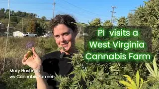 Postindustrial visits a West Virginia cannabis farm #postindustrialcommunitiies #cannabisfarming #wv