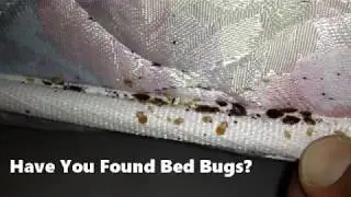 Denver Bed Bug Exterminator Heat Pest Services