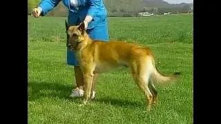 Belgian Malinois - AKC Dog Breed Series