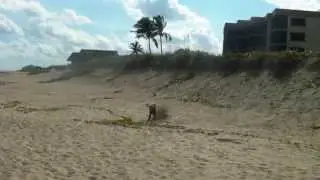 Nothing says happiness, like peeing on the beach
