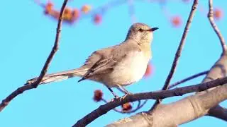 Mockingbird Magic: Epic Song Mimicry! 🐦