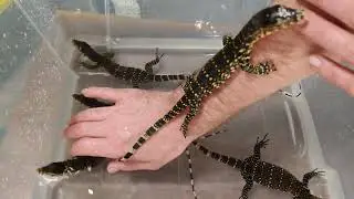 Socializing Asian Water Monitors