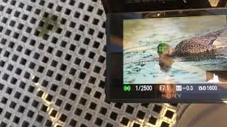 Sony Bird Eye AF II