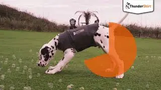 &iquest;C&oacute;mo utilizar el chaleco relajante ThunderShirt?