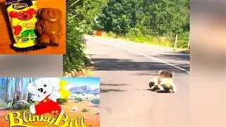 Ozzy Man Reviews: Koala Fight