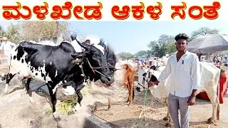 13-01-2026 Malakheda Cow's Market | ಆಕಳ ಸಂತೆ | ಹಸು ಮಾರುಕಟ್ಟೆ | ಜವಾರಿ ಆಕಳು | ದೇವಣಿ ಆಕಳು 