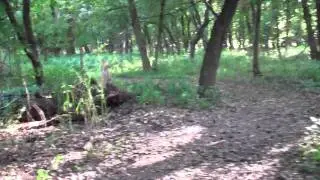 Palmyra Cove Nature Park 15.MP4